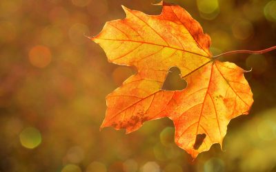 ‘Volg je hart’ inspiratie workshop – Herfst editie – 28/09/2019
